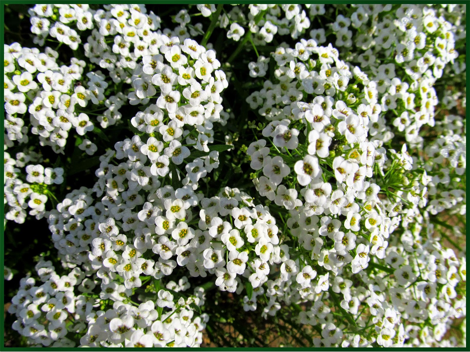 Алиссум Snow Crystals